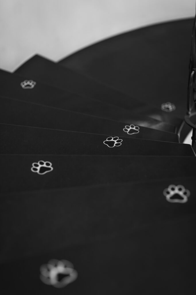 Mission Party~レイくんからの挑戦状🐾~